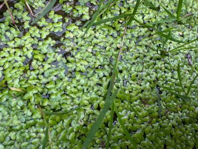 Kleine Wasserlinse